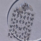 3D Butterfly Nail Stickers - Shimmer Glitter Fairy Wing Nail Art Decals 